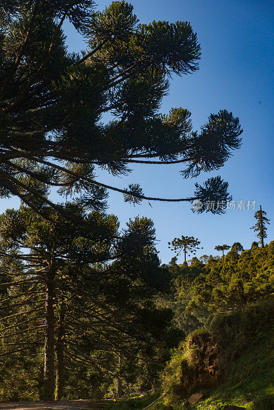 Urubici, Santa Catarina，巴西- araucarias，田野和山脉